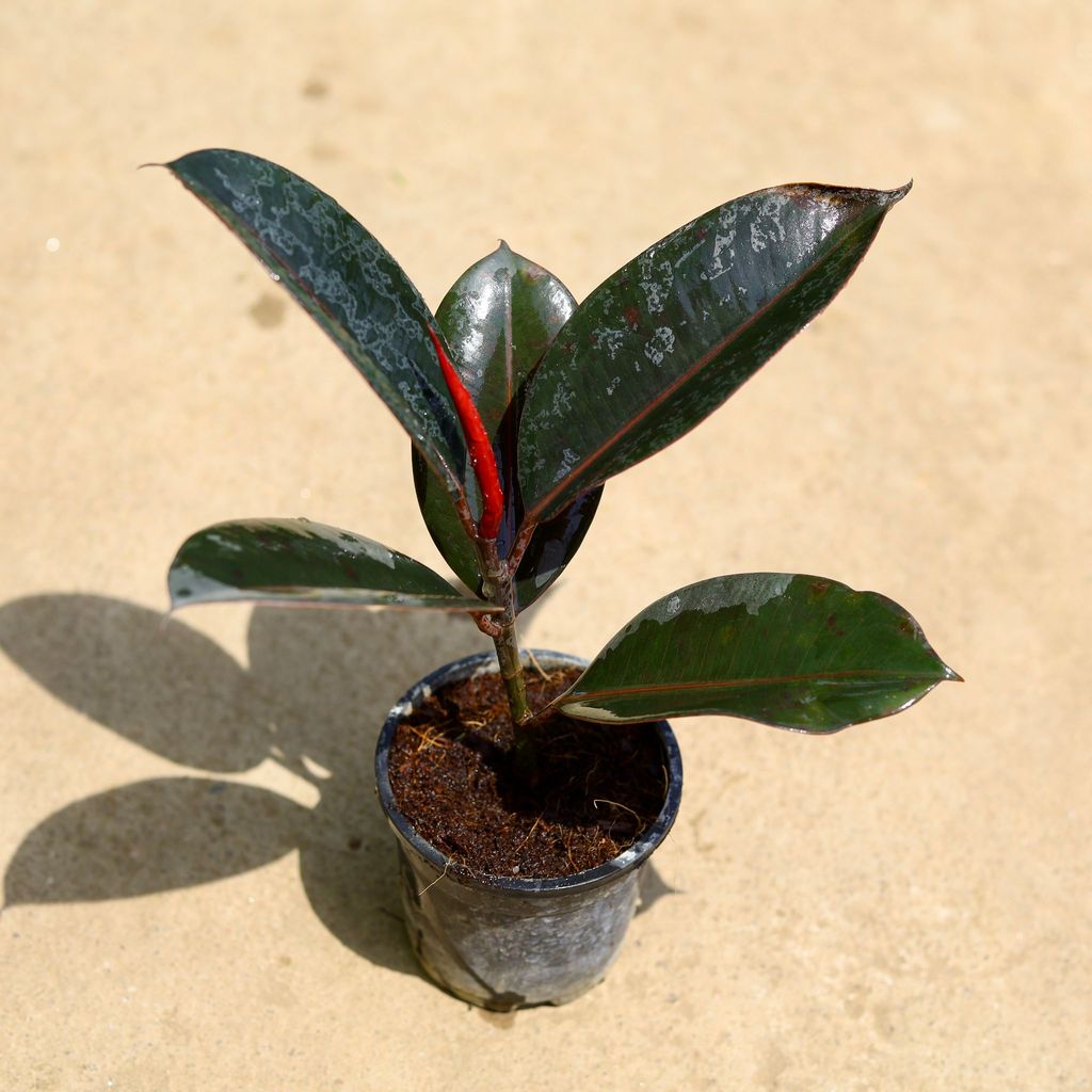 Rubber Black in 4 Inch Nursery Pot