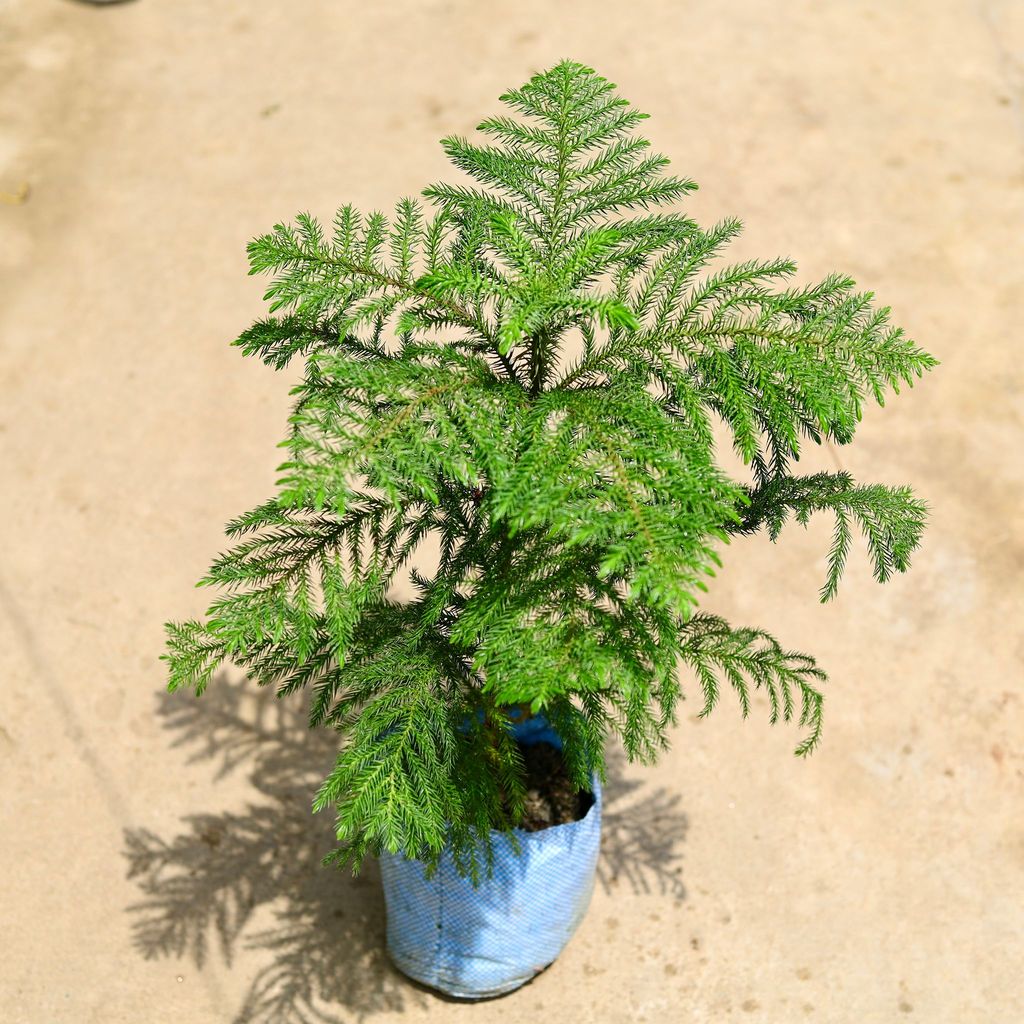 Araucaria in 5 Inch Nursery Bag