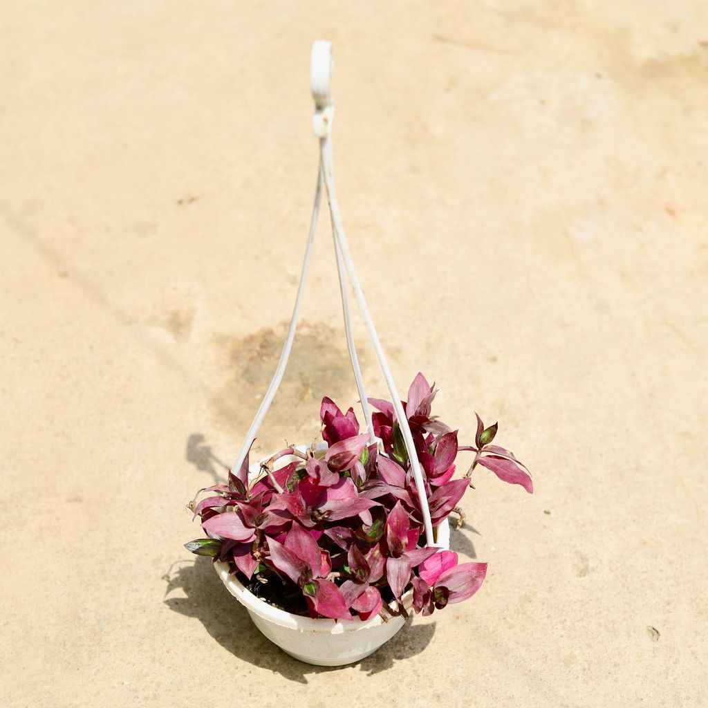 Wandering Jew Purple in 6 Inch Hanging Basket