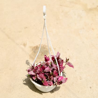 Buy Wandering Jew Purple in 6 Inch Hanging Basket Online | Urvann.com