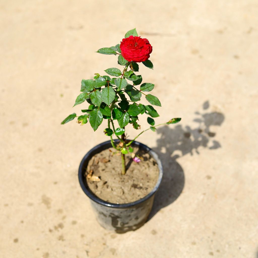 Rose / Gulab Red in 6 Inch Nursery Pot