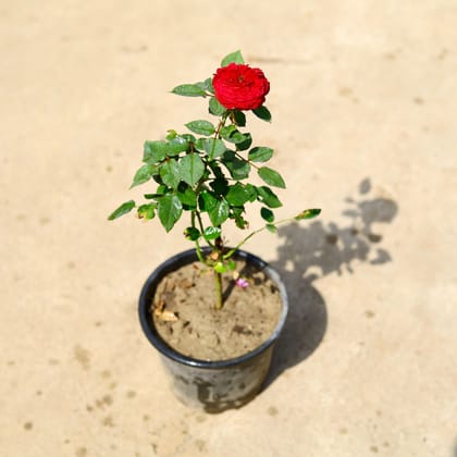 Buy Rose / Gulab Red in 6 Inch Nursery Pot Online | Urvann.com