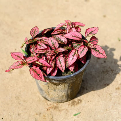 Buy Hypoestes / Polka Dot Pink in 6 Inch Nursery Pot Online | Urvann.com