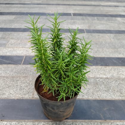 Rosemary Bushy in 5 Inch Nursery Pot