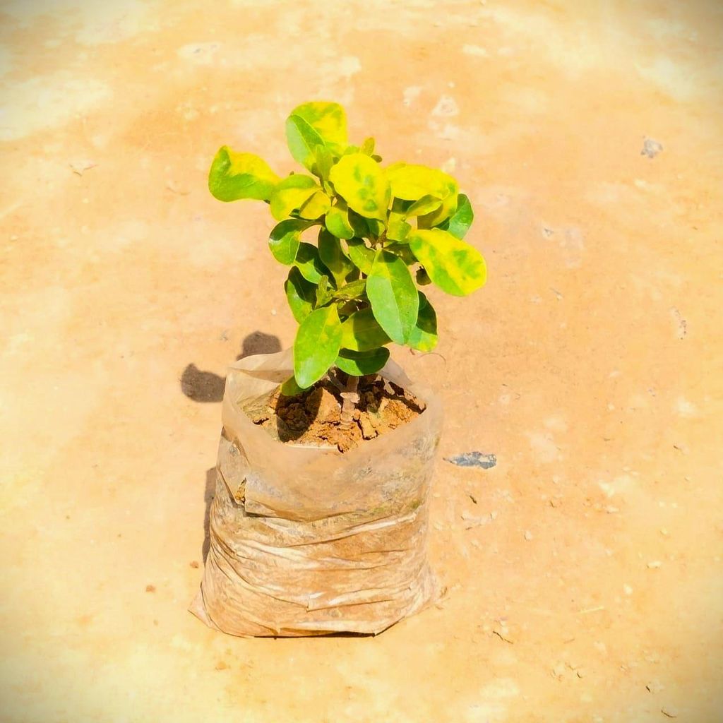 Clerodendrum Inerme Plant in 3 Inch Nursery Bag