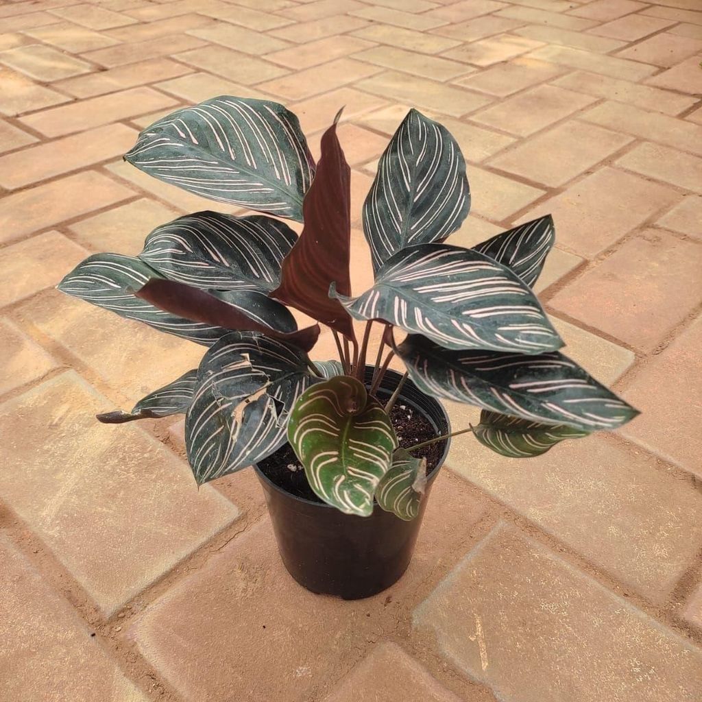 Calathea Pin-Stripe in 4 Inch Nursery Pot