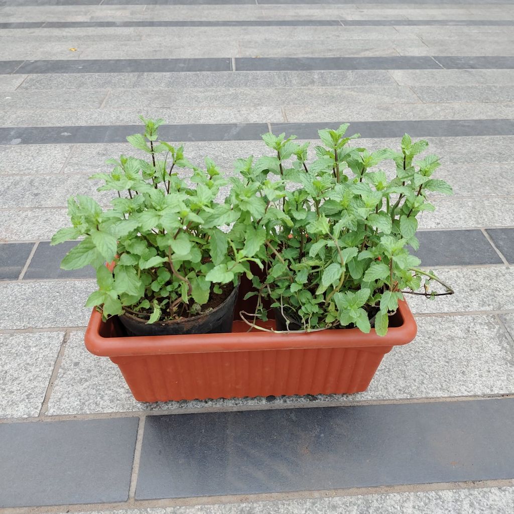 Mint in 14 Inch Brown Premium Jupiter Rectangular Window Planter