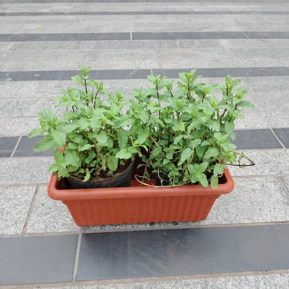 Buy Mint in 12 Inch Brown Premium Jupiter Rectangular Window Planter Online | Urvann.com