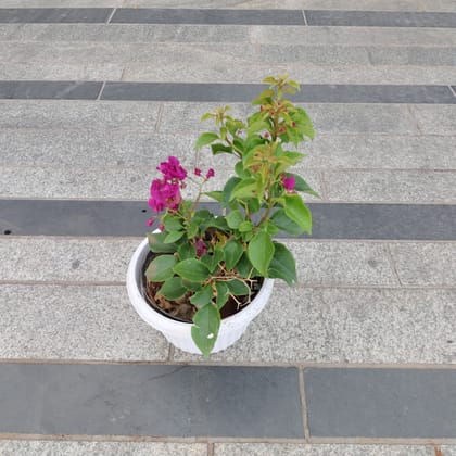 Buy Bougainvillea Pink in 7 Inch White Premium Olive Plastic Pot Online | Urvann.com