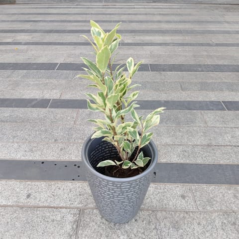 Free Next Day Delivery | Ficus Star light in 8 Inch Grey Premium Marble ...