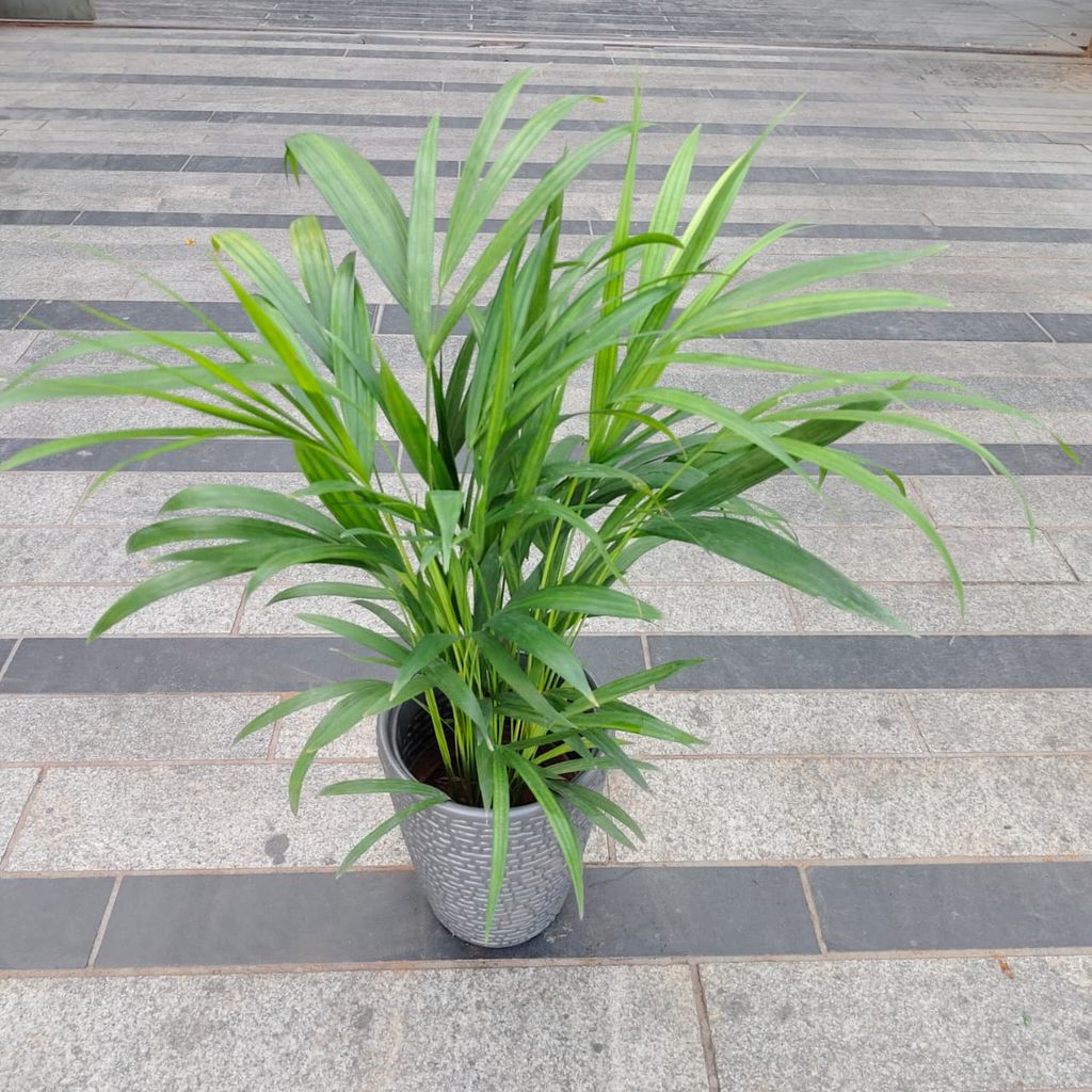 Areca Palm (~ 2 Ft) in 8 Inch Grey Premium Marble Plastic Pot