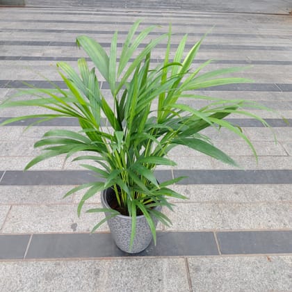 Buy Areca palm in 8 Inch Grey Premium Marble Plastic Pot Online | Urvann.com