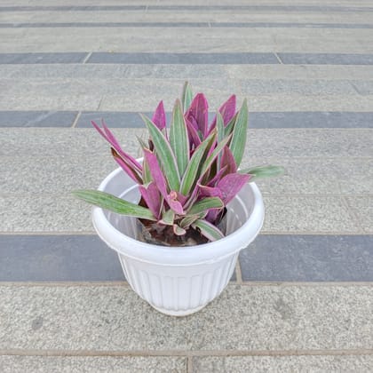 Buy Rhoeo / Durangi in 7 Inch White Premium Olive Plastic Pot Online | Urvann.com