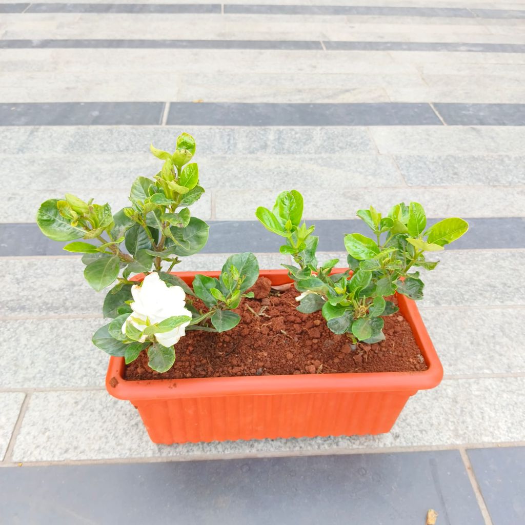 Gardenia / Gandhraaj in 14 Inch Red Premium Jupiter Rectangular Window Planter