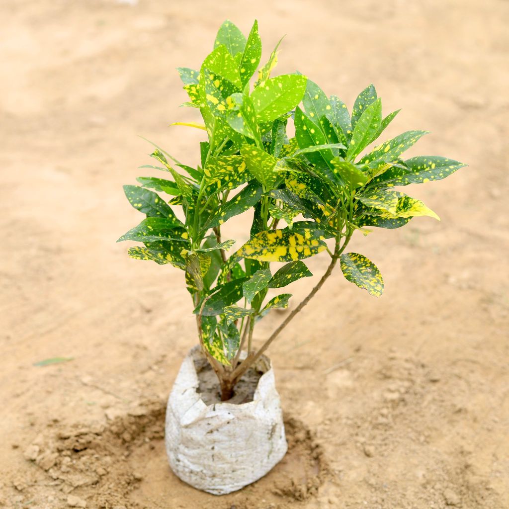 Baby Croton in 5 Inch Nursery Bag