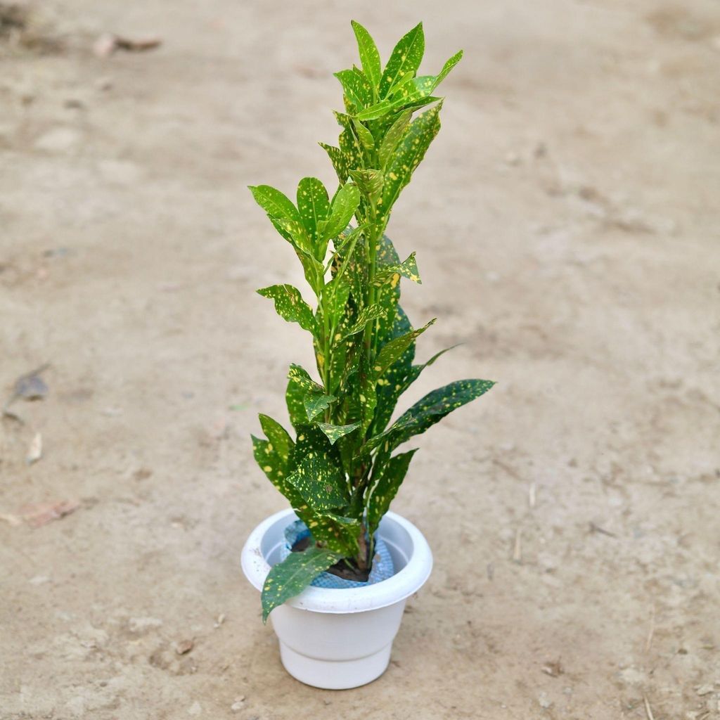 Baby Croton  in 6 Inch Classy White Plastic Pot