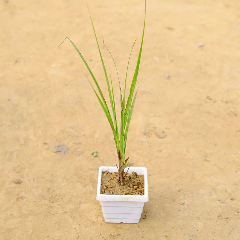 Lemon Grass in 4 Inch White Marble Premium Orchid Square Plastic Pot