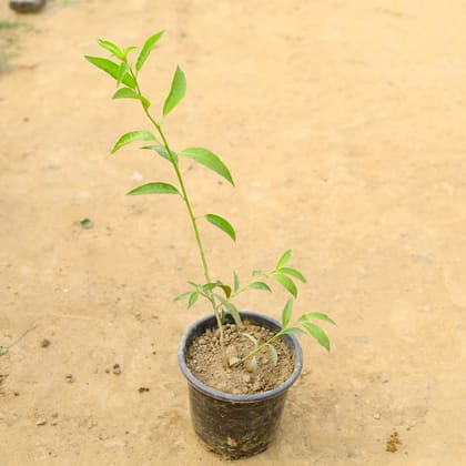 Buy Raat ki Rani / Night Blooming Jasmine in 6 Inch Nursery Pot  Online | Urvann.com