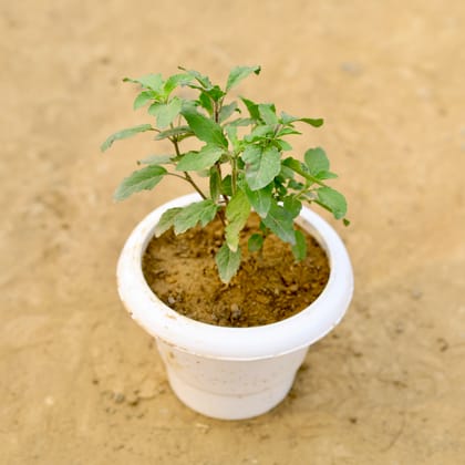 Buy Tulsi in 8 Inch White Classy Plastic Pot  Online | Urvann.com