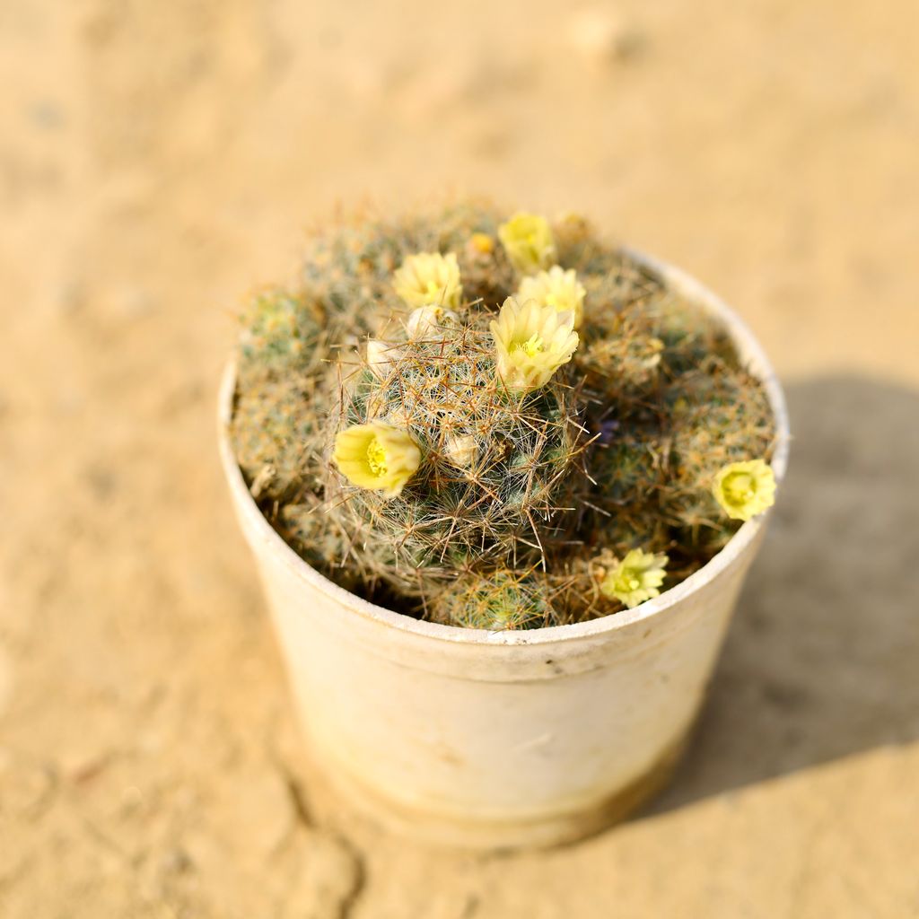 Mammillaria albicoma Cactus in 4 Inch Nursery Pot