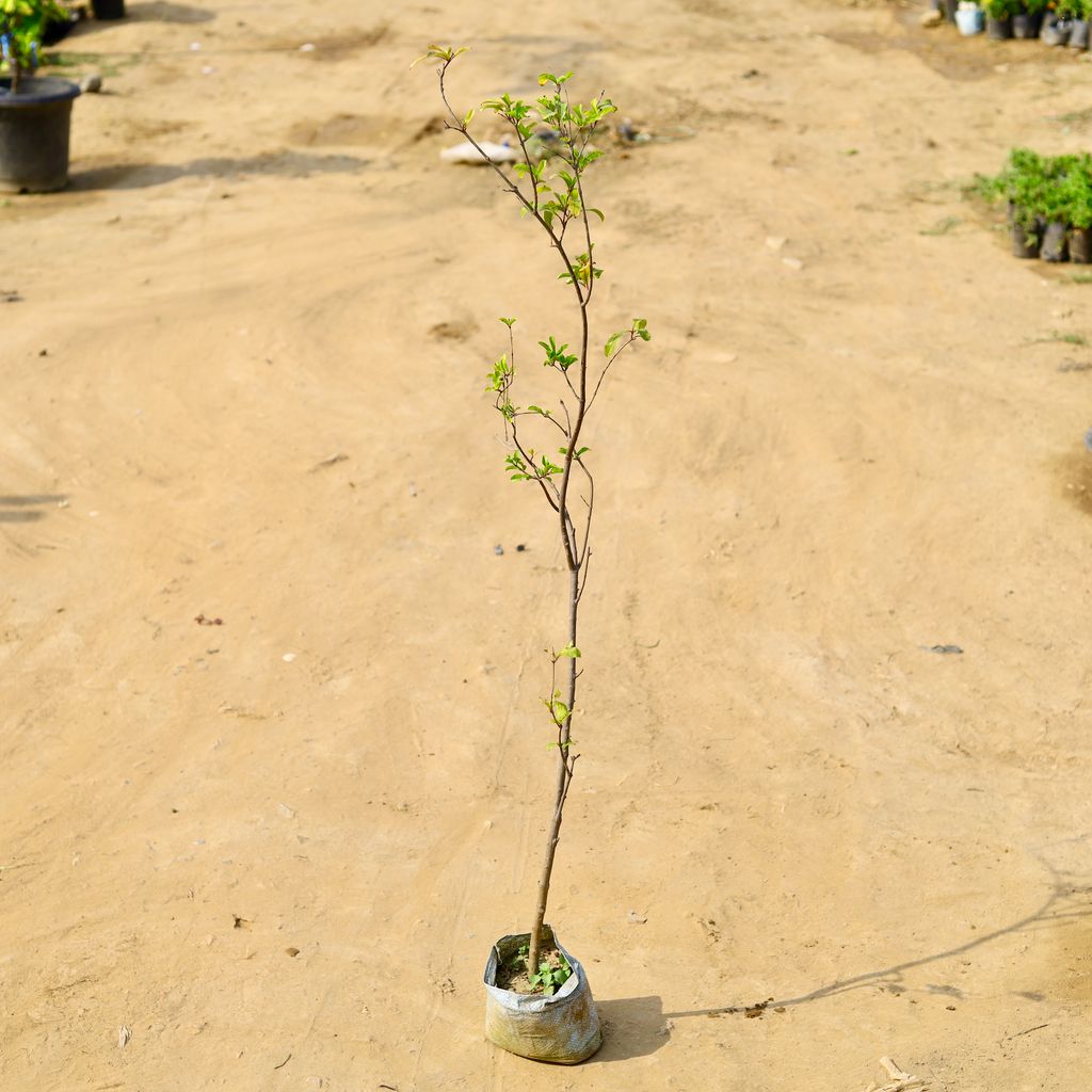 Lagersteromia in 4 Inch Nursery Bag