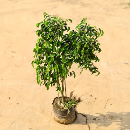 Buy Ficus Black Bushy in 6 Inch Nursery Bag  Online | Urvann.com