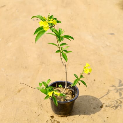 Buy Tecoma Yellow in 5 Inch Nursery Pot  Online | Urvann.com