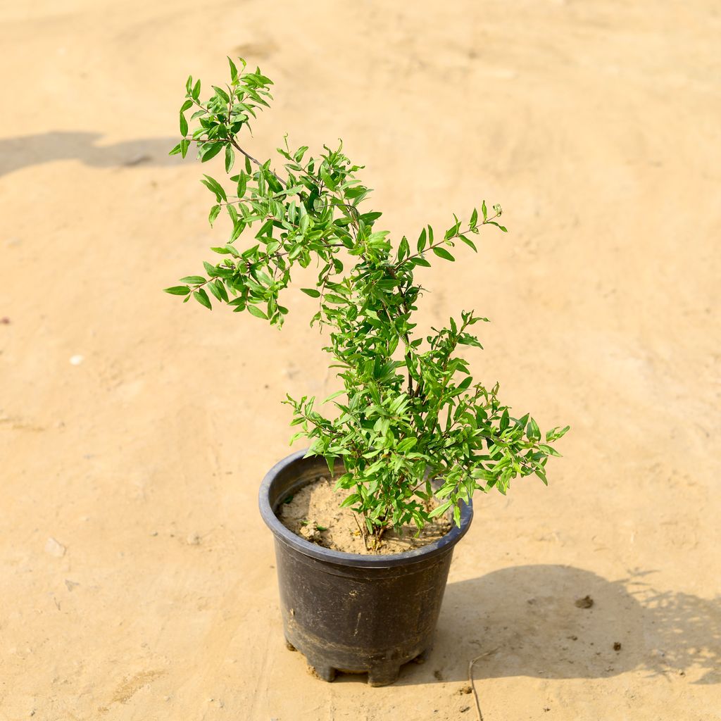 Anar / Pomegranate in 6 Inch Nursery Pot