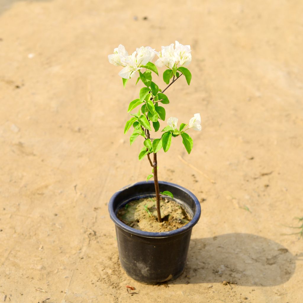 Bougainvillea (any colour) in 6 Inch Nursery Pot