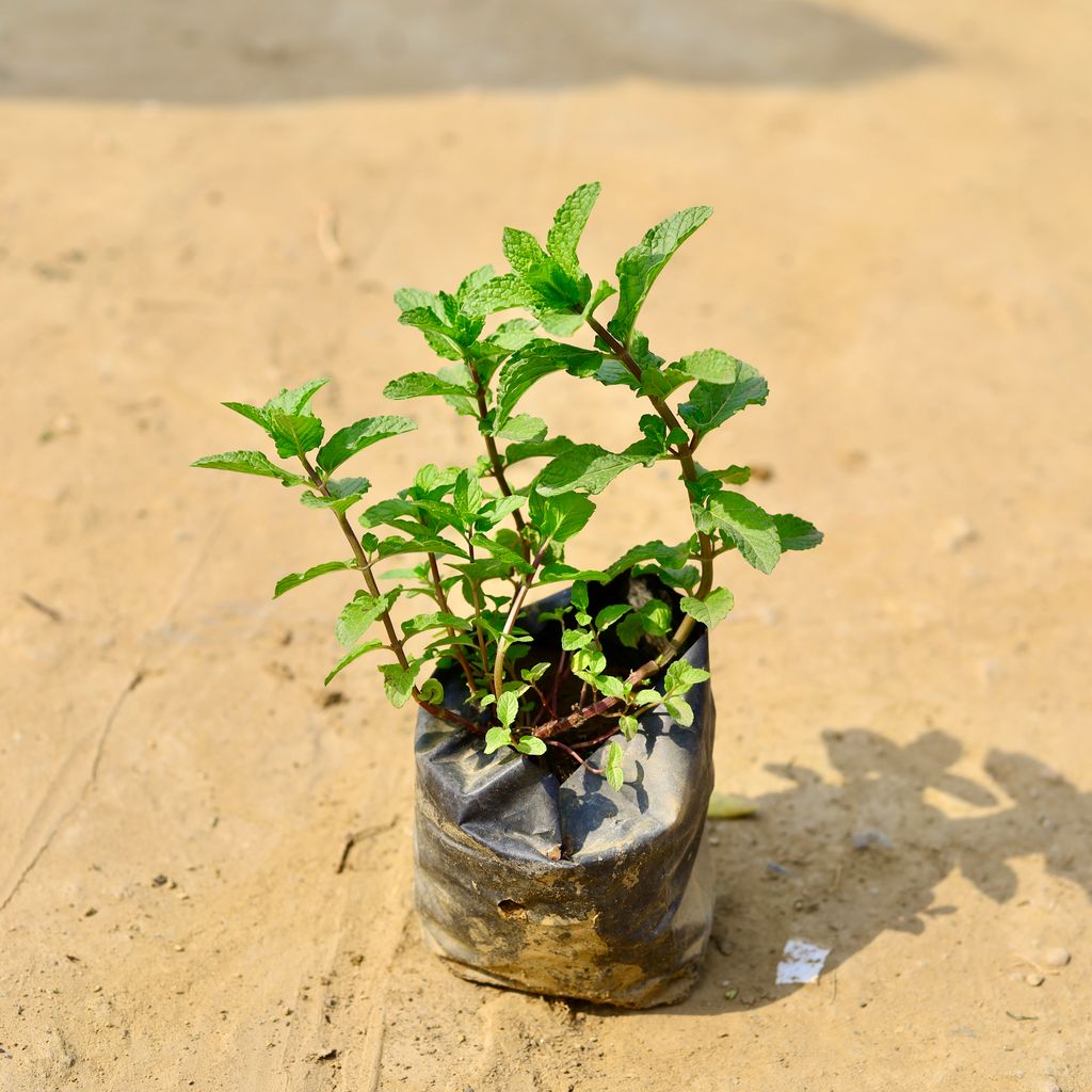 Pudina / Mint in 4 Inch Nursery Bag