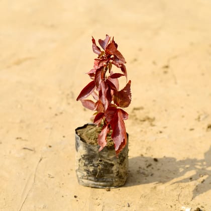 Buy Acalypha Red in 4 Inch Nursery Bag  Online | Urvann.com