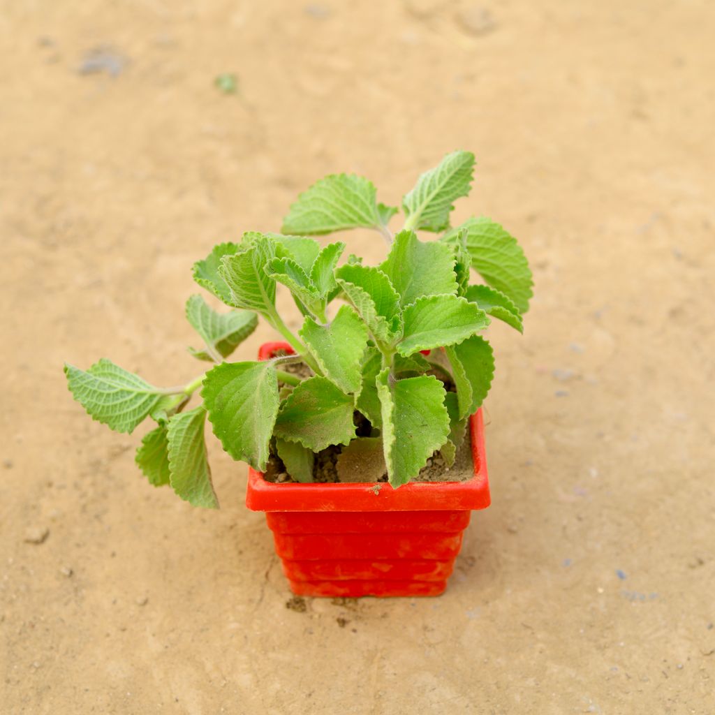 Ajwain in 4 Inch Red Premium Orchid Square Plastic Pot