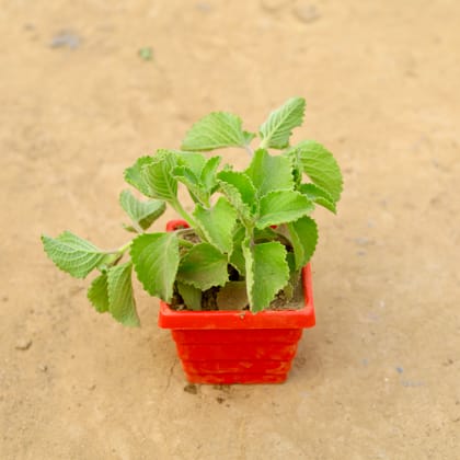 Buy Ajwain in 4 Inch Red Premium Orchid Square Plastic Pot  Online | Urvann.com