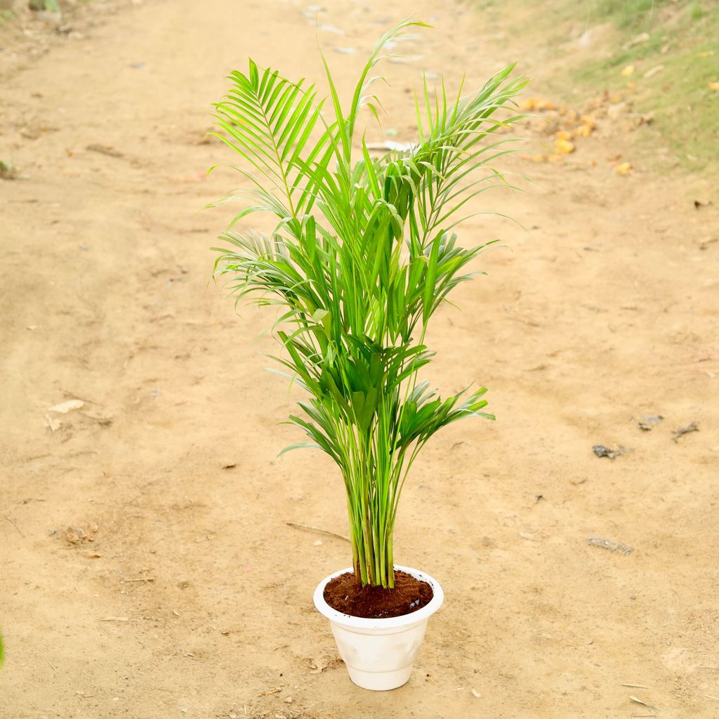 Areca Palm (~ 3Ft) in 10 Inch Classy White Plastic Pot - Air Purifying Special Indoor Plant