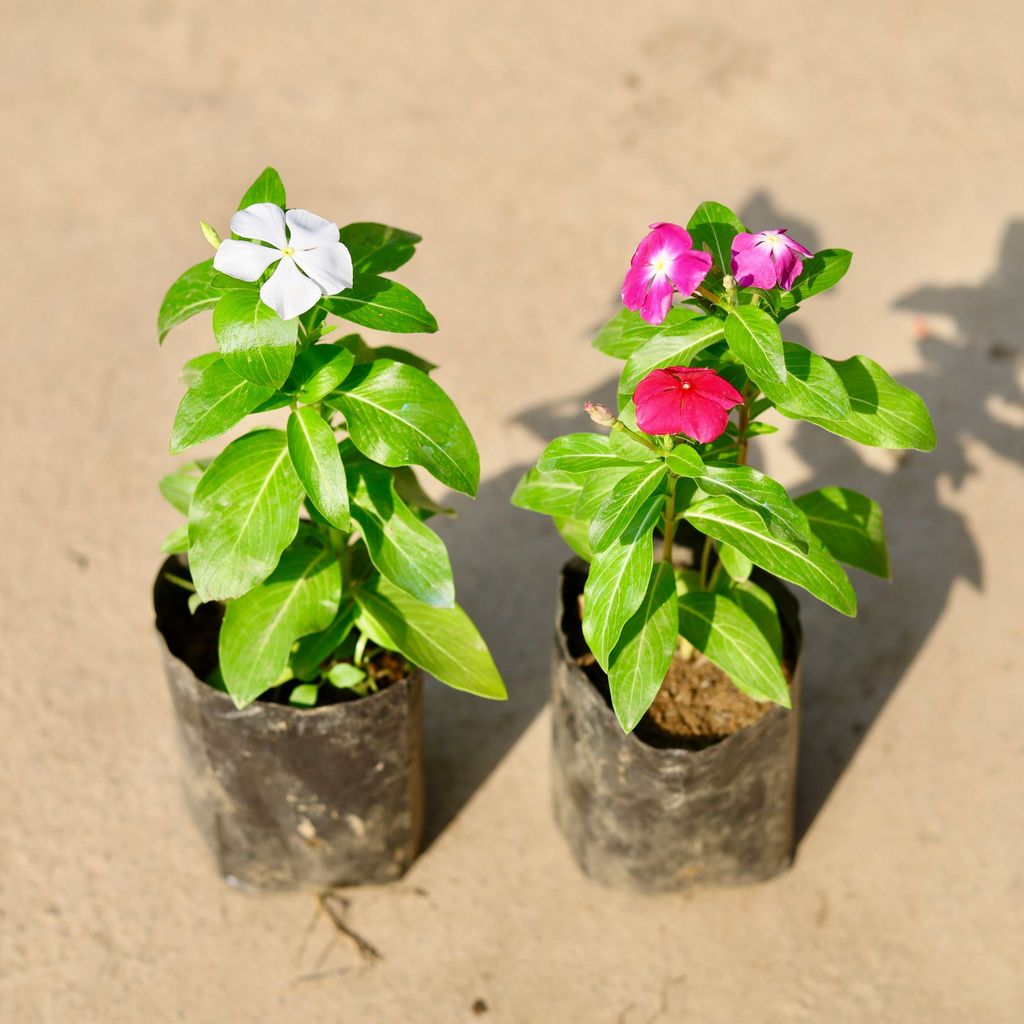 Set of 2 - Periwinkle / Vinca / Sadabahar (any colour) in 4 Inch Nursery Bag