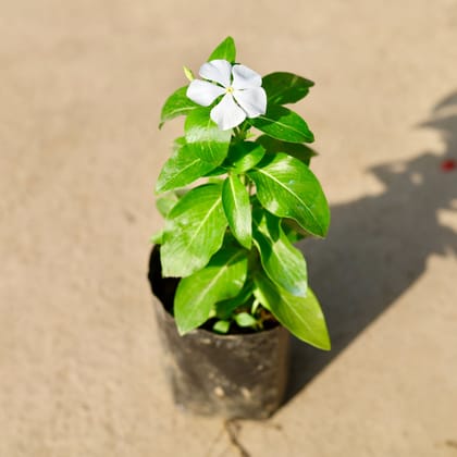 Buy Periwinkle / Vinca / Sadabahar (any colour) in 4 Inch Nursery Bag Online | Urvann.com