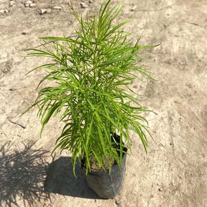 Kochia in 4 Inch Nursery Bag