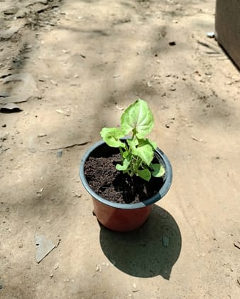Syngonium green in 4 Inch Nursery pot