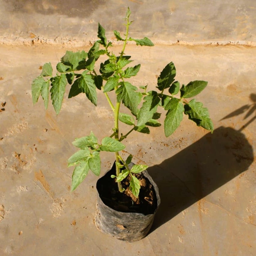 Tomato plant in 4 Inch Nursery Bag