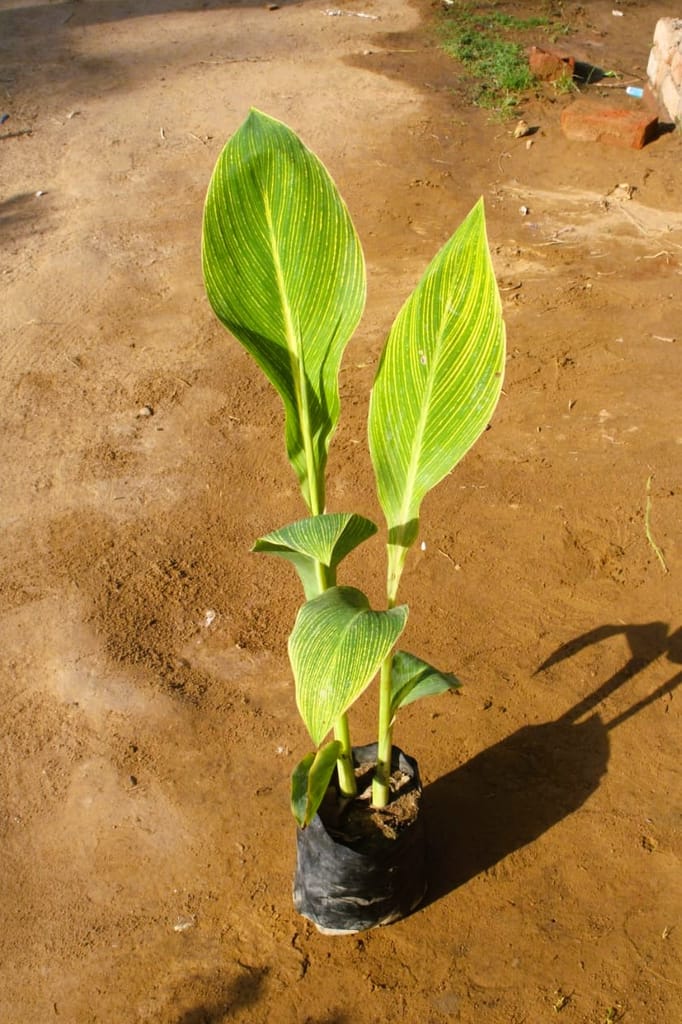 Variegated canna lily ~2-3 ft in 7 Inch Nursery Bag