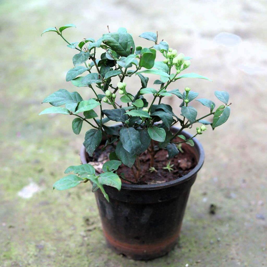 Mogra Plant in 5 Inch Nursery Pot