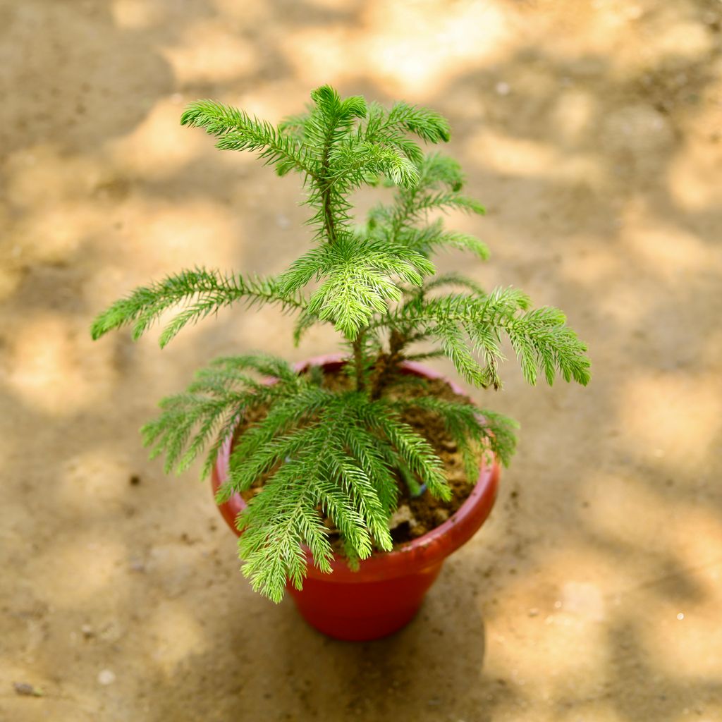 Araucaria / Christmas Tree in 8 Inch Terracotta Red Classy Plastic Pot