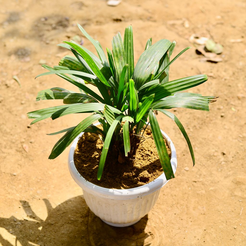 Raphis / Rhaphis Palm in 10 Inch White Olive Plastic Pot