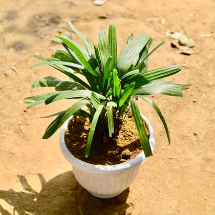 Buy Raphis / Rhaphis Palm in 10 Inch White Premium Olive Plastic Pot Online | Urvann.com