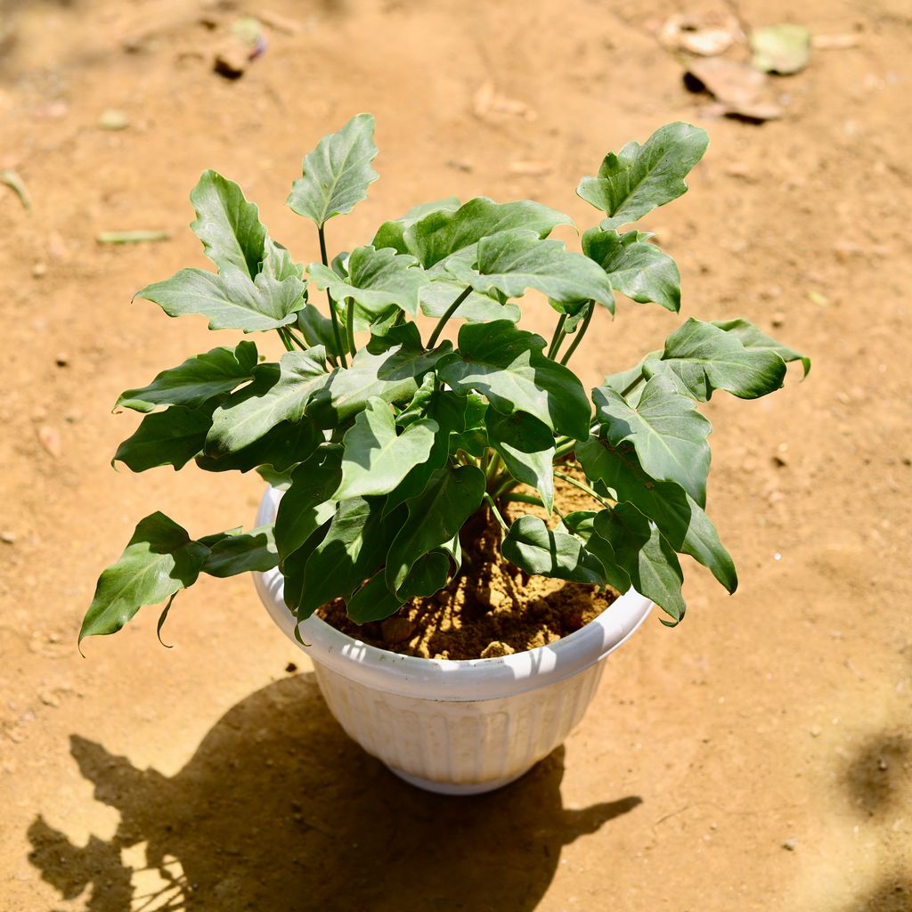 Xanadu Green Bushy in 10 Inch White Olive Plastic Pot