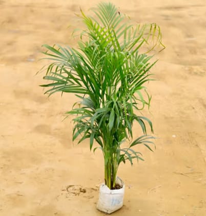 Areca palm ( help reduce stress ) in 7 inch nursery bag