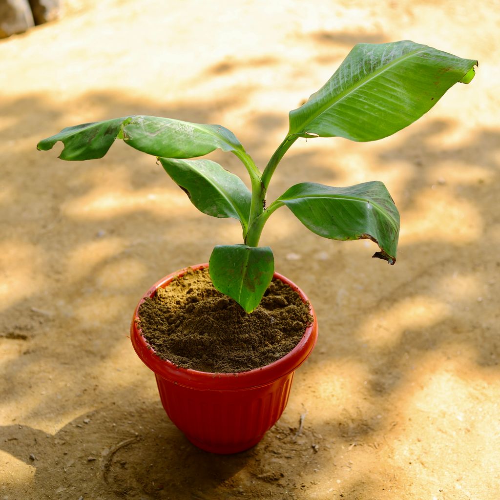 Banana / Kela Plant in 8 Inch Red Olive Plastic Pot