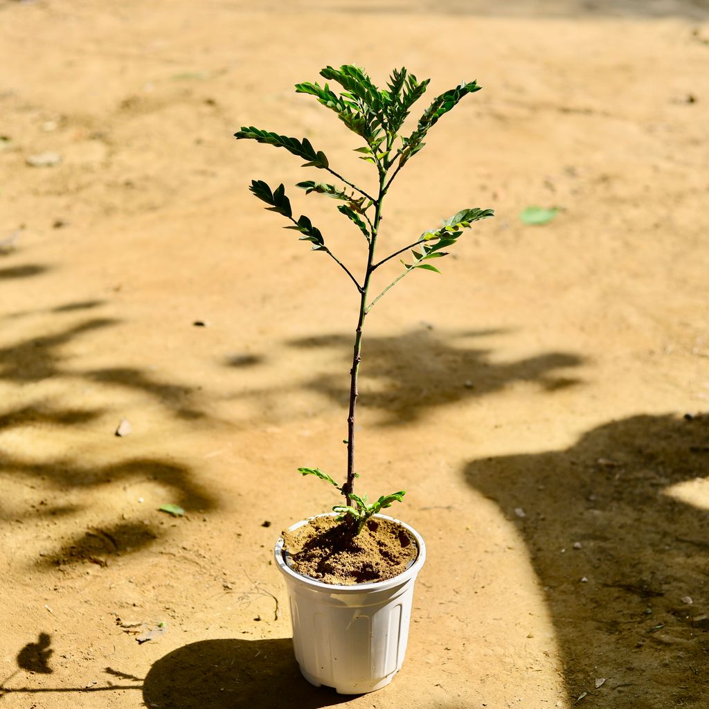 Jacaranda (any colour) in 6 Inch White Super Nursery Pot