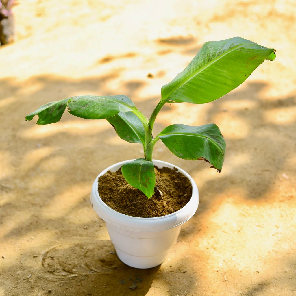 Banana / Kela Plant in 8 Inch White Classy Plastic Pot