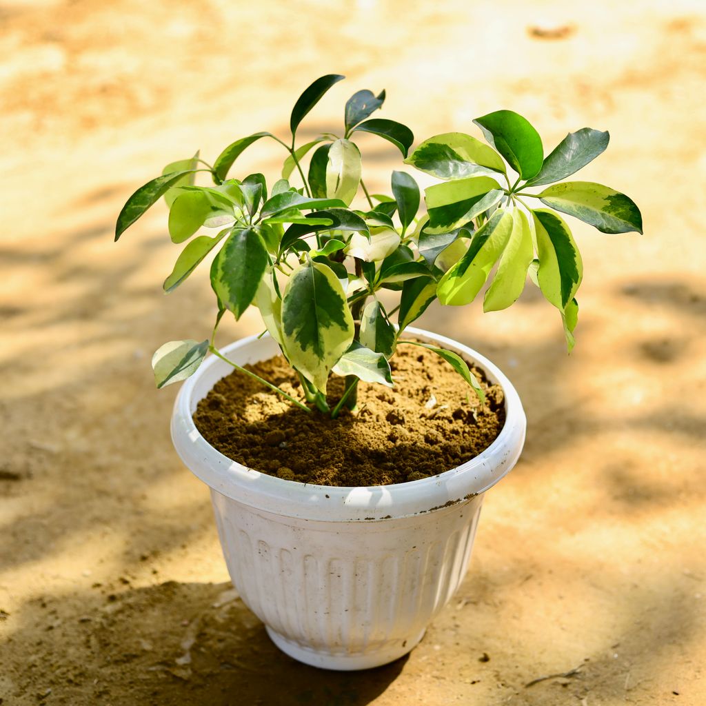 Schefflera Variegated in 8 Inch White Olive Plastic Pot